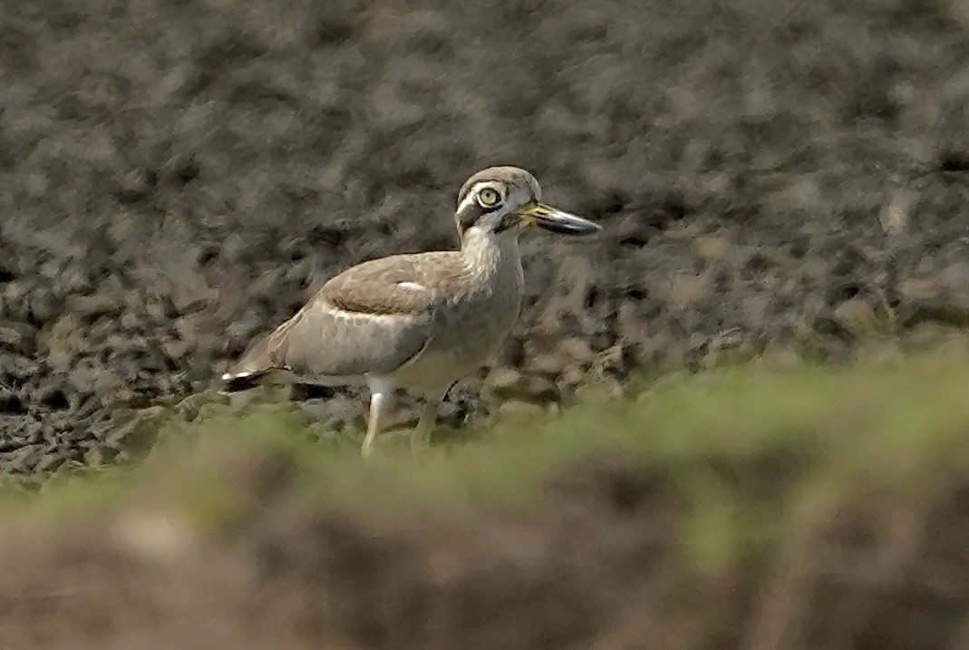 Great Thick-knee - ML642837771