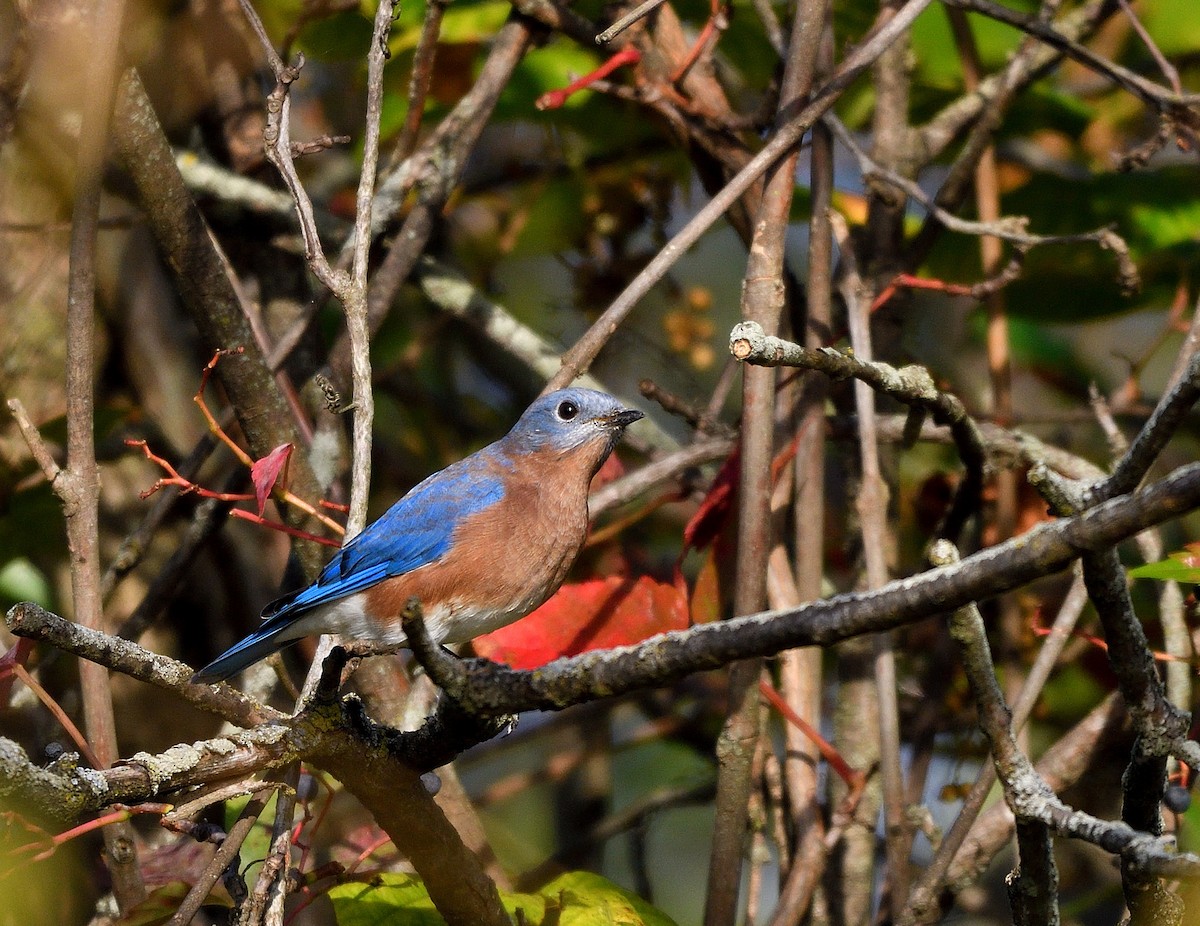 Eastern Bluebird - ML642837772