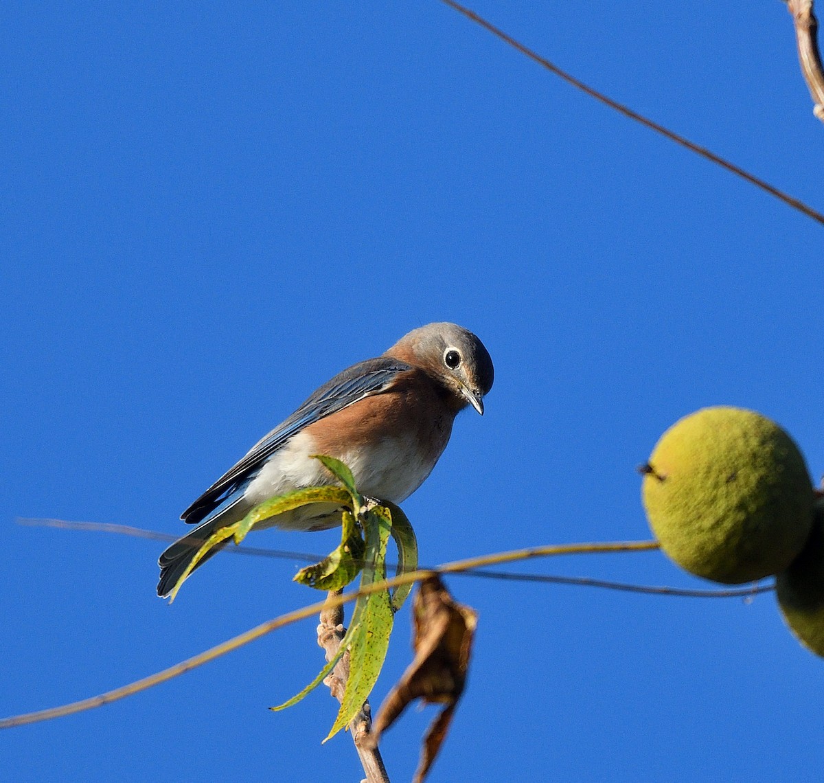 Eastern Bluebird - ML642837773
