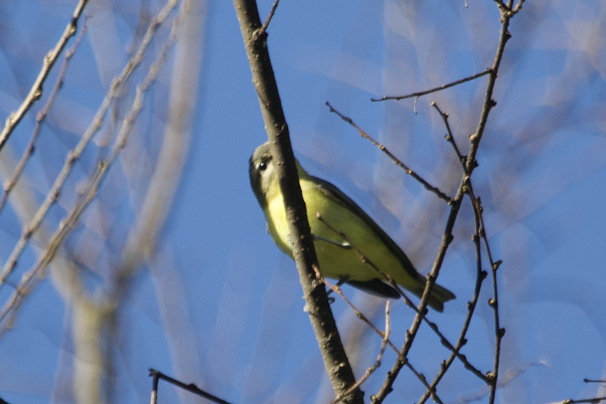 Philadelphia Vireo - ML642837781
