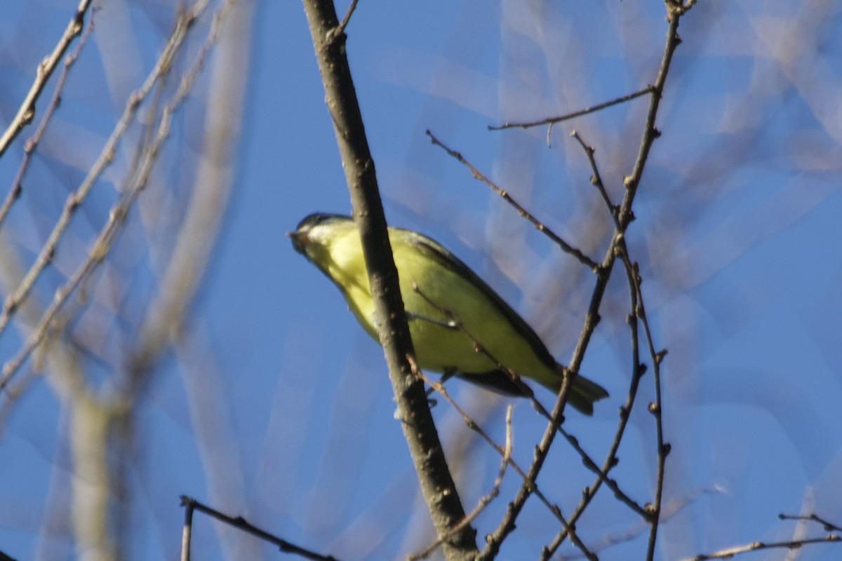 Philadelphia Vireo - ML642837782