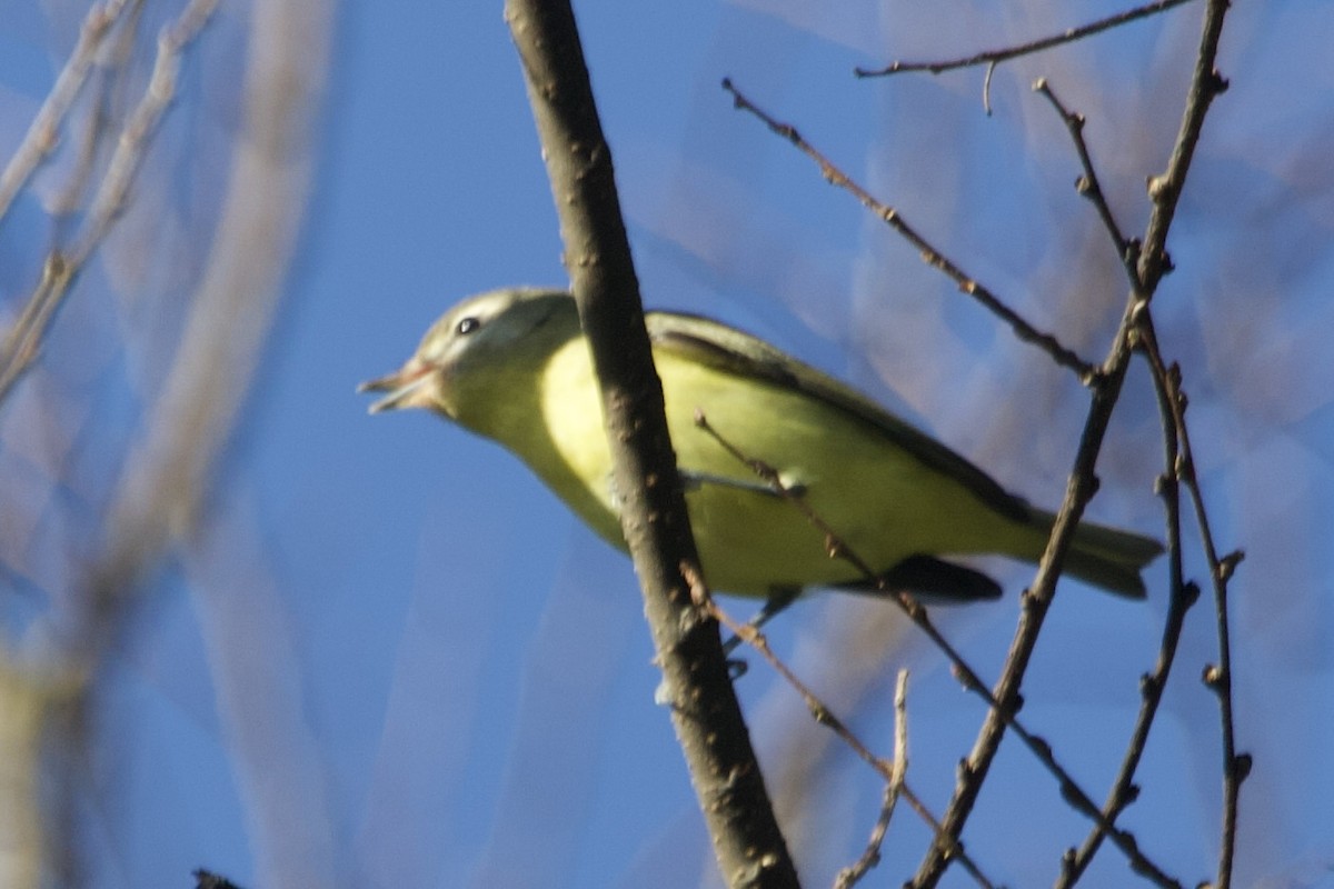 Philadelphia Vireo - ML642837783