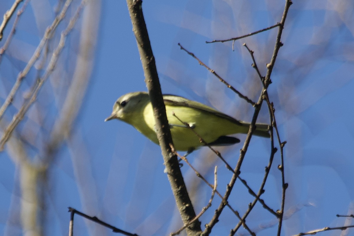 Philadelphia Vireo - ML642837784