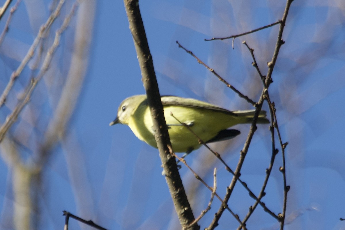 Philadelphia Vireo - ML642837785