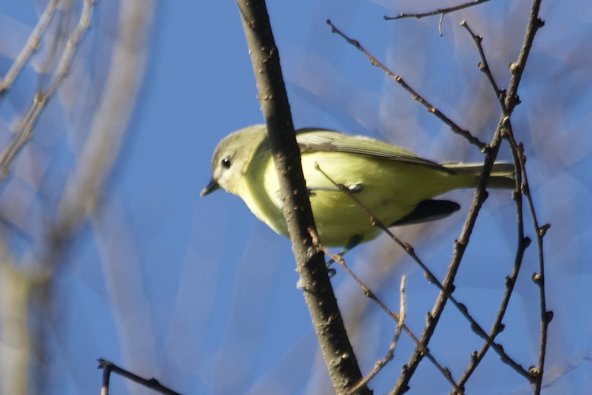 Philadelphia Vireo - ML642837786