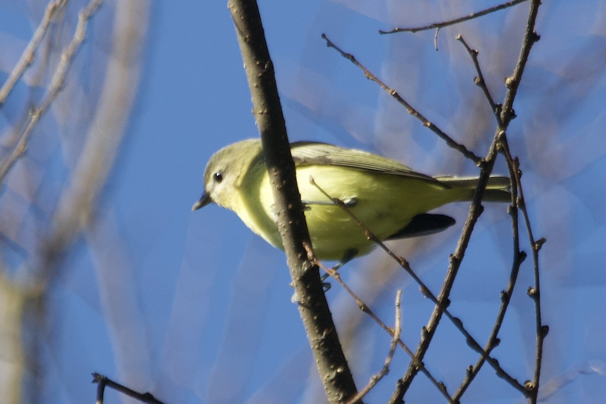 Philadelphia Vireo - ML642837787