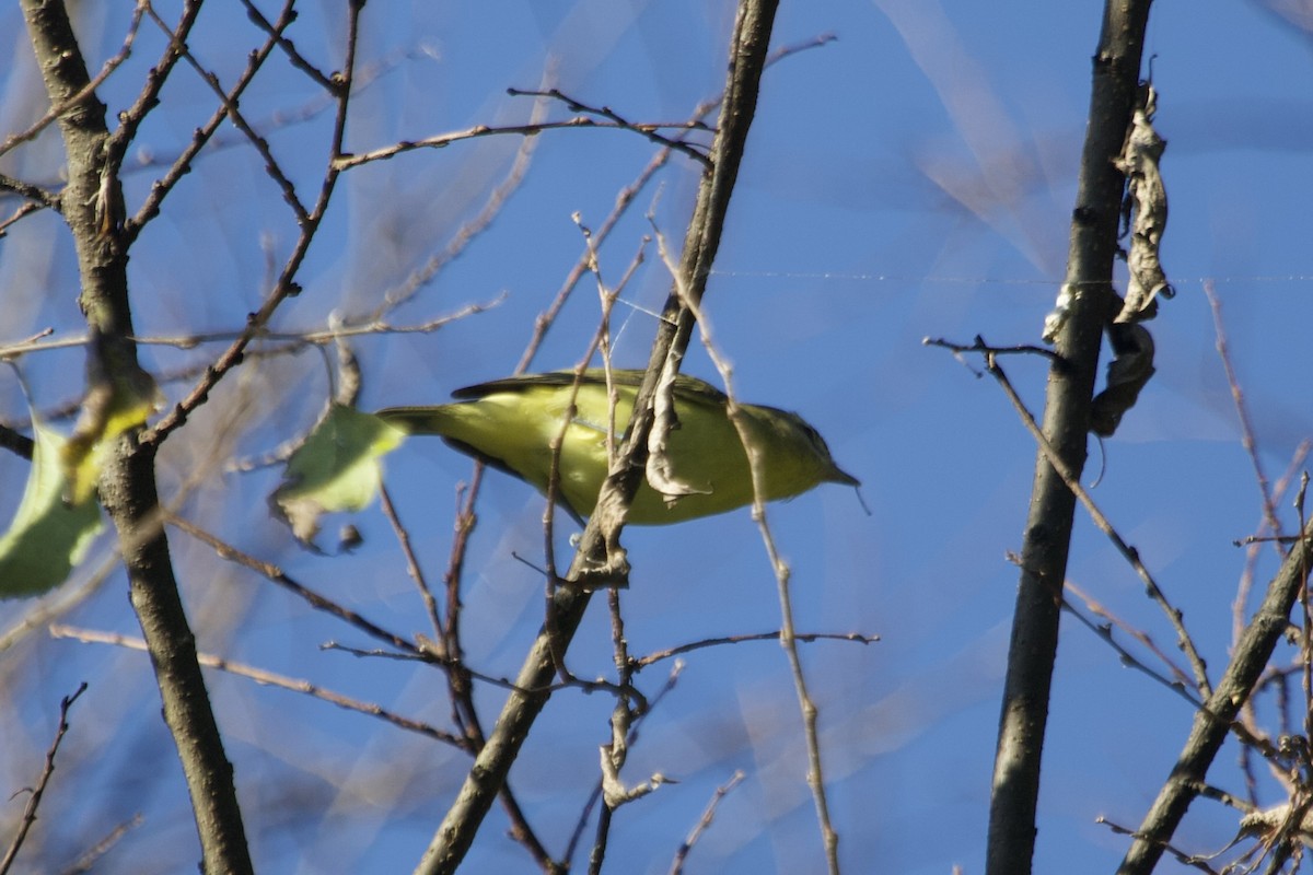 Philadelphia Vireo - ML642837788