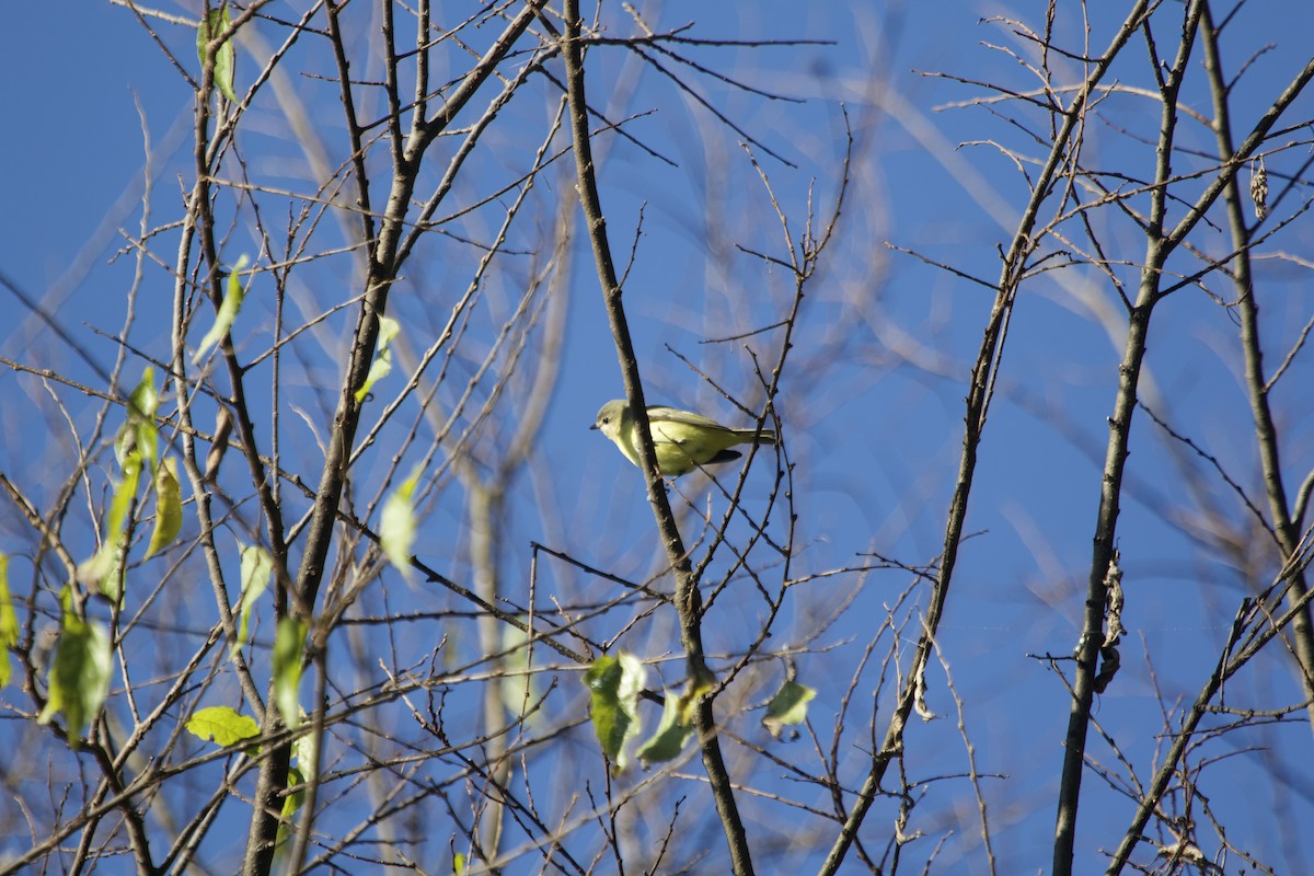 Philadelphia Vireo - ML642837789