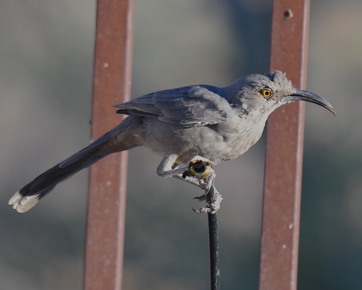 Curve-billed Thrasher - ML642837803