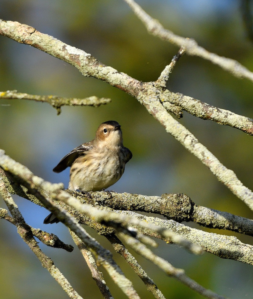 Yellow-rumped Warbler - ML642837804