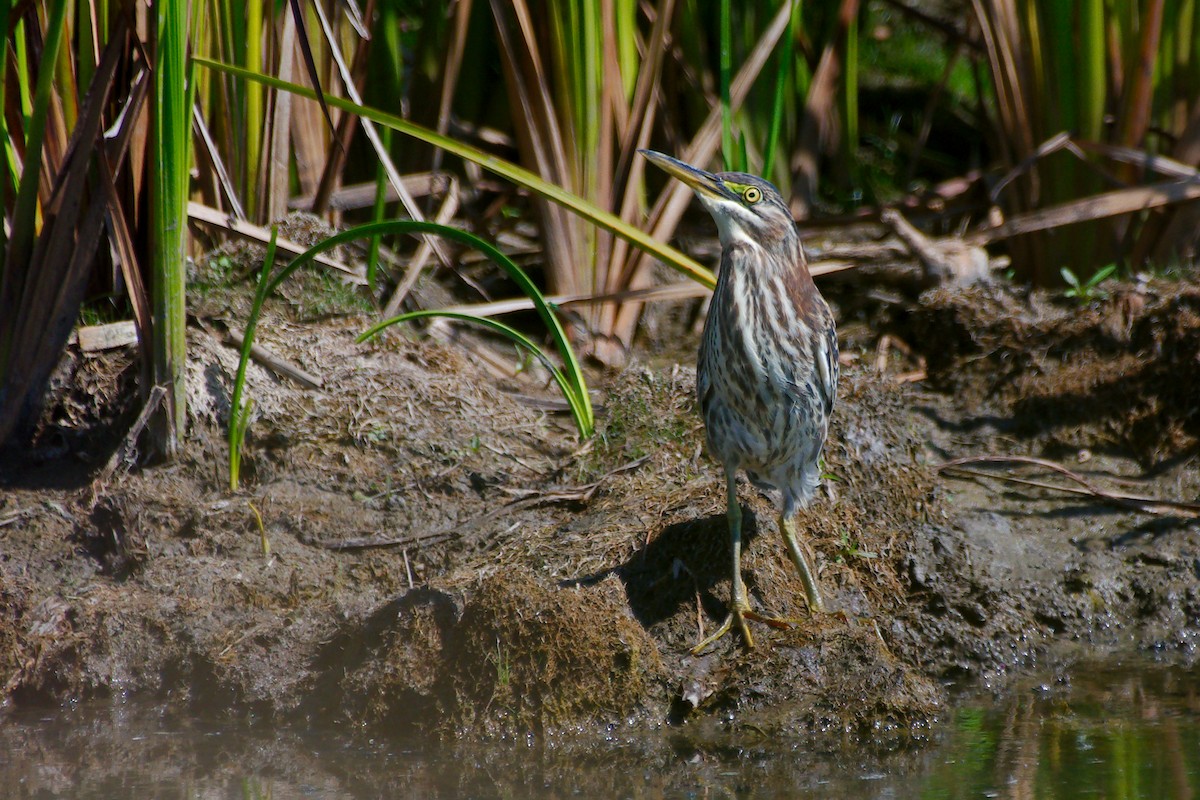 Koartzatxo berdea - ML642837806