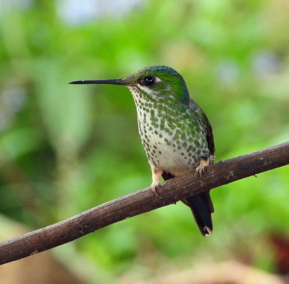 Rufous-booted Racket-tail - ML642837809