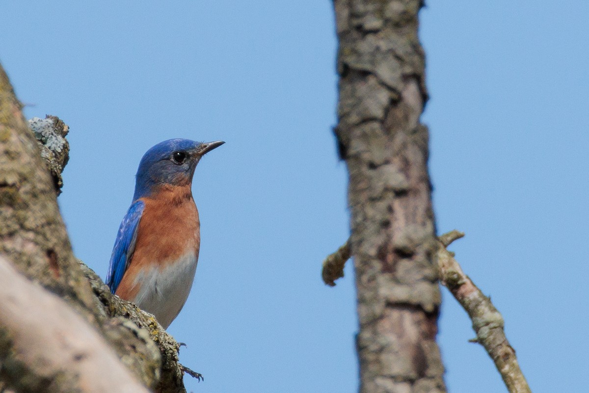 Eastern Bluebird - ML642837813
