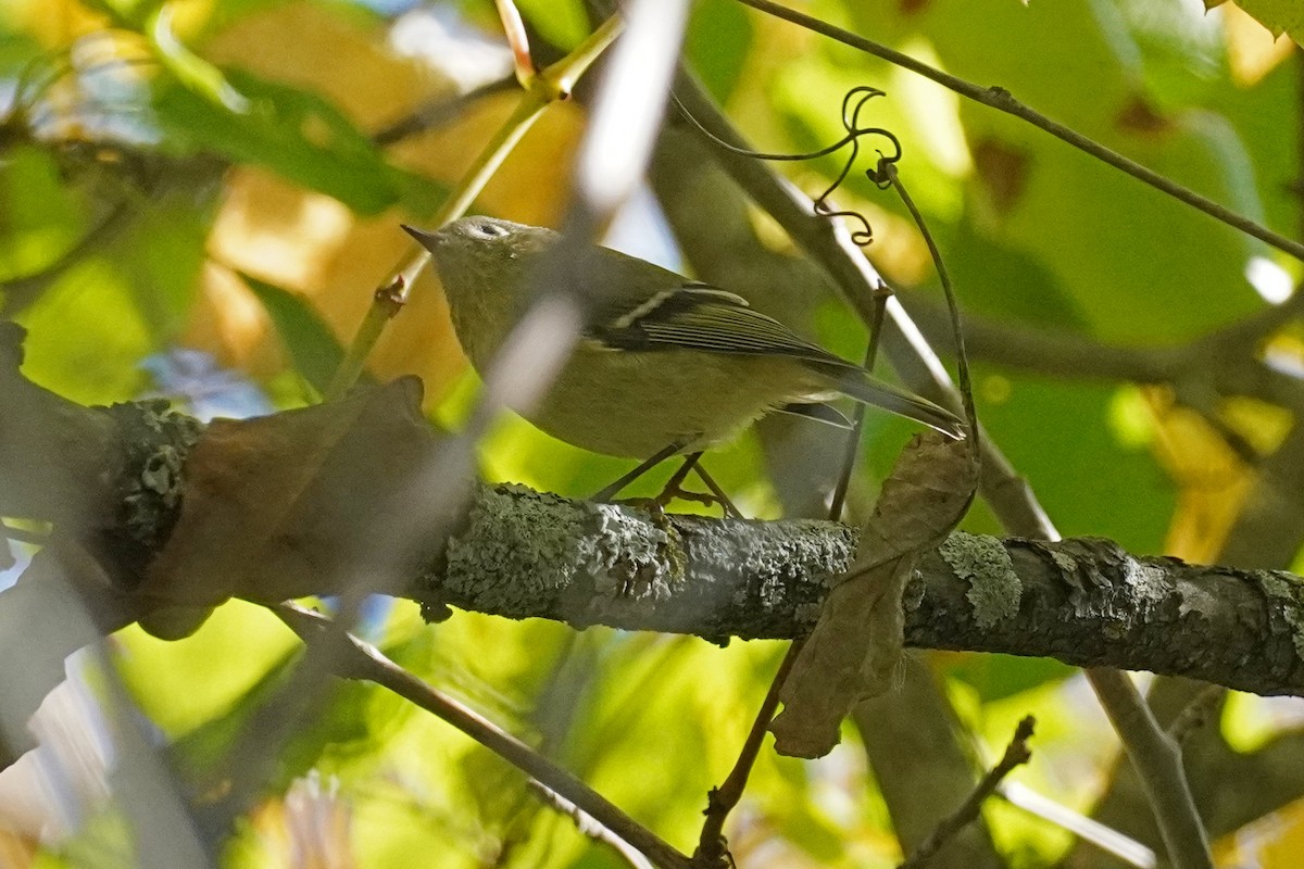 Ruby-crowned Kinglet - ML642837814