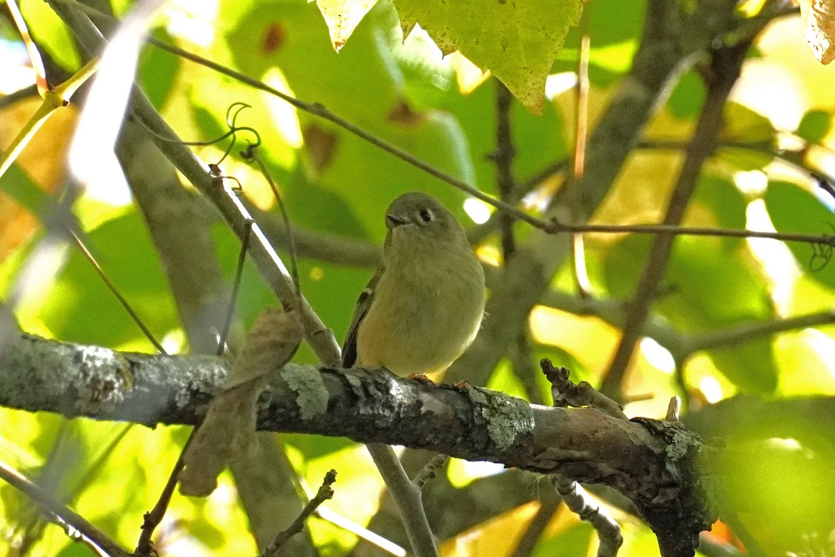 Ruby-crowned Kinglet - ML642837815