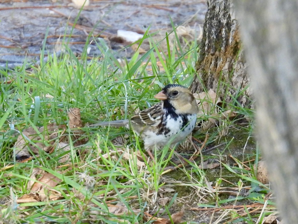 Harris's Sparrow - ML642837816