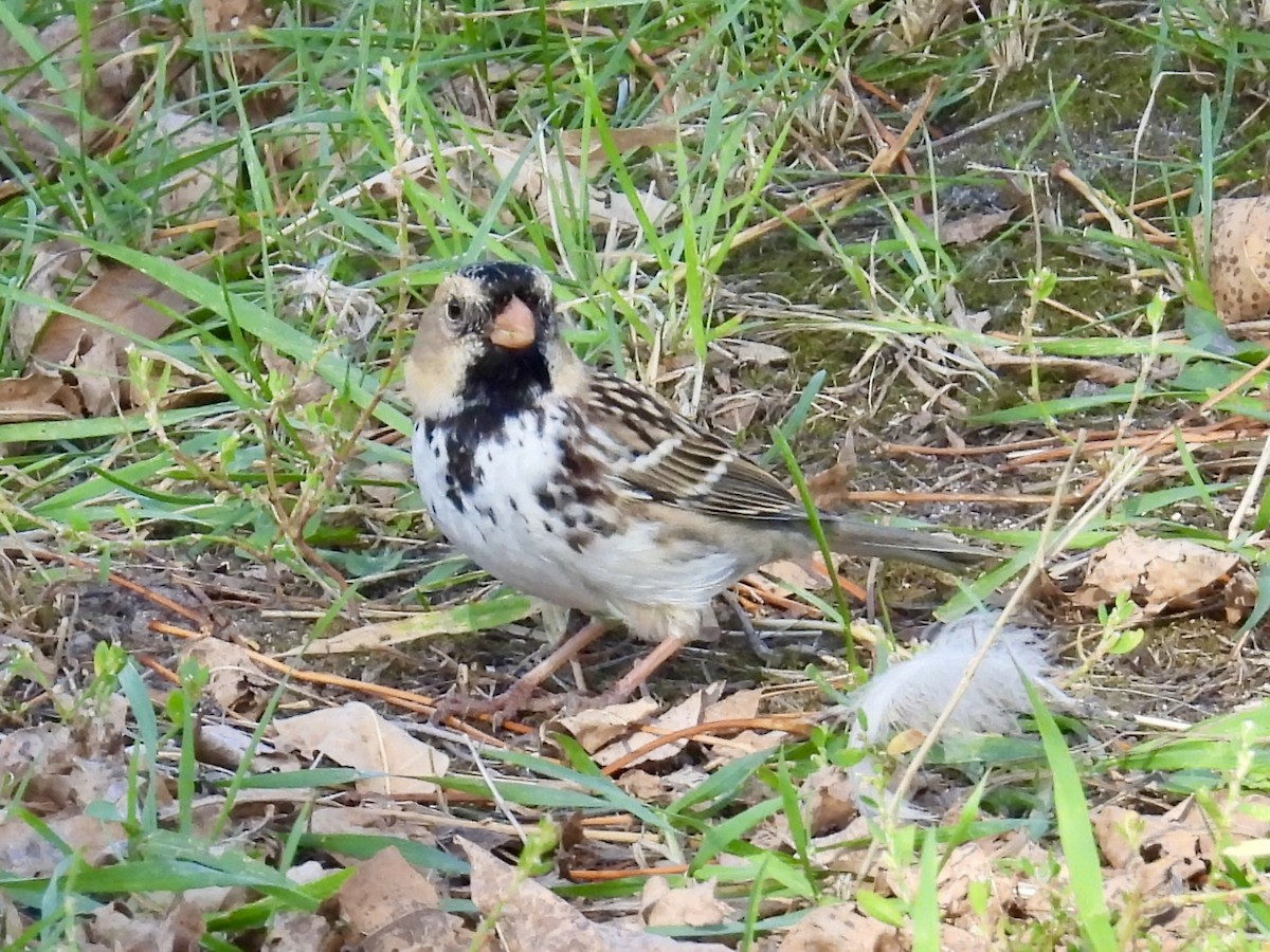 Harris's Sparrow - ML642837817