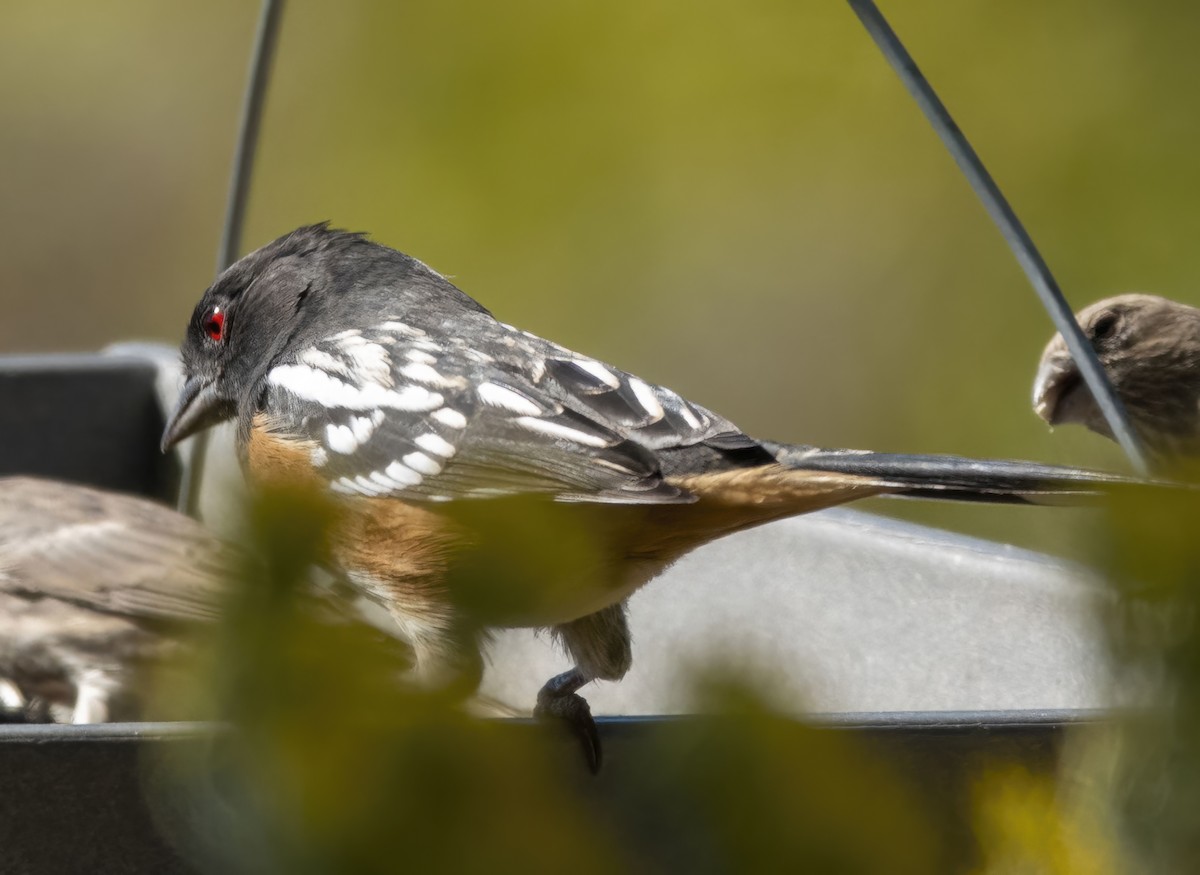 Spotted Towhee - ML642837818