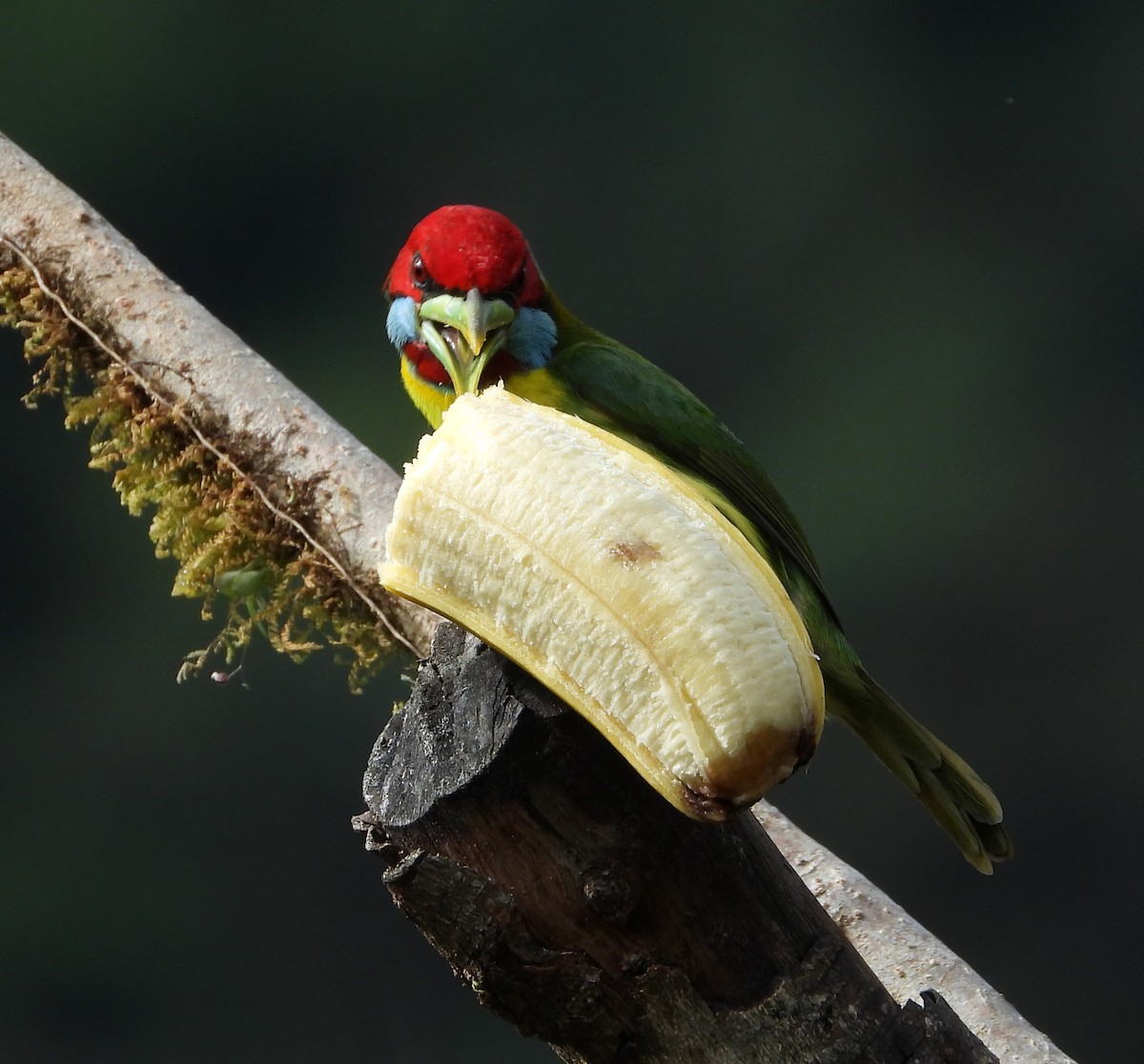 Versicolored Barbet - ML642837819