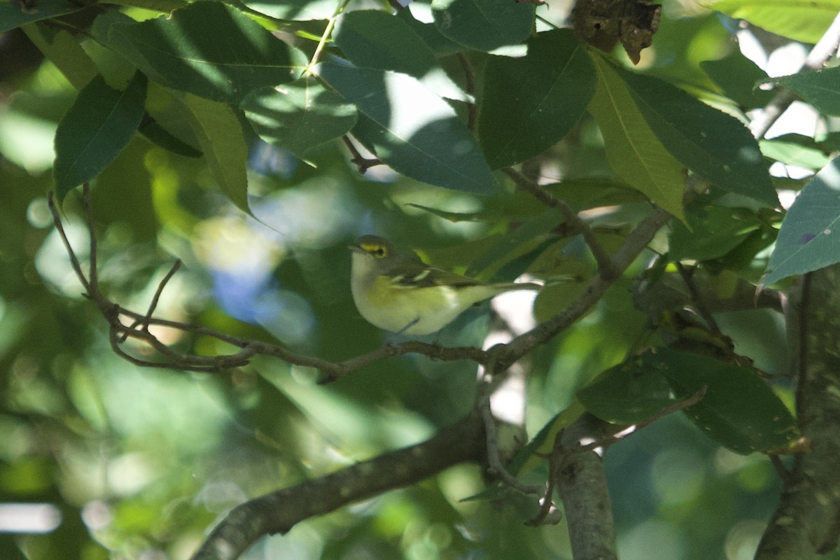 White-eyed Vireo - ML642837822
