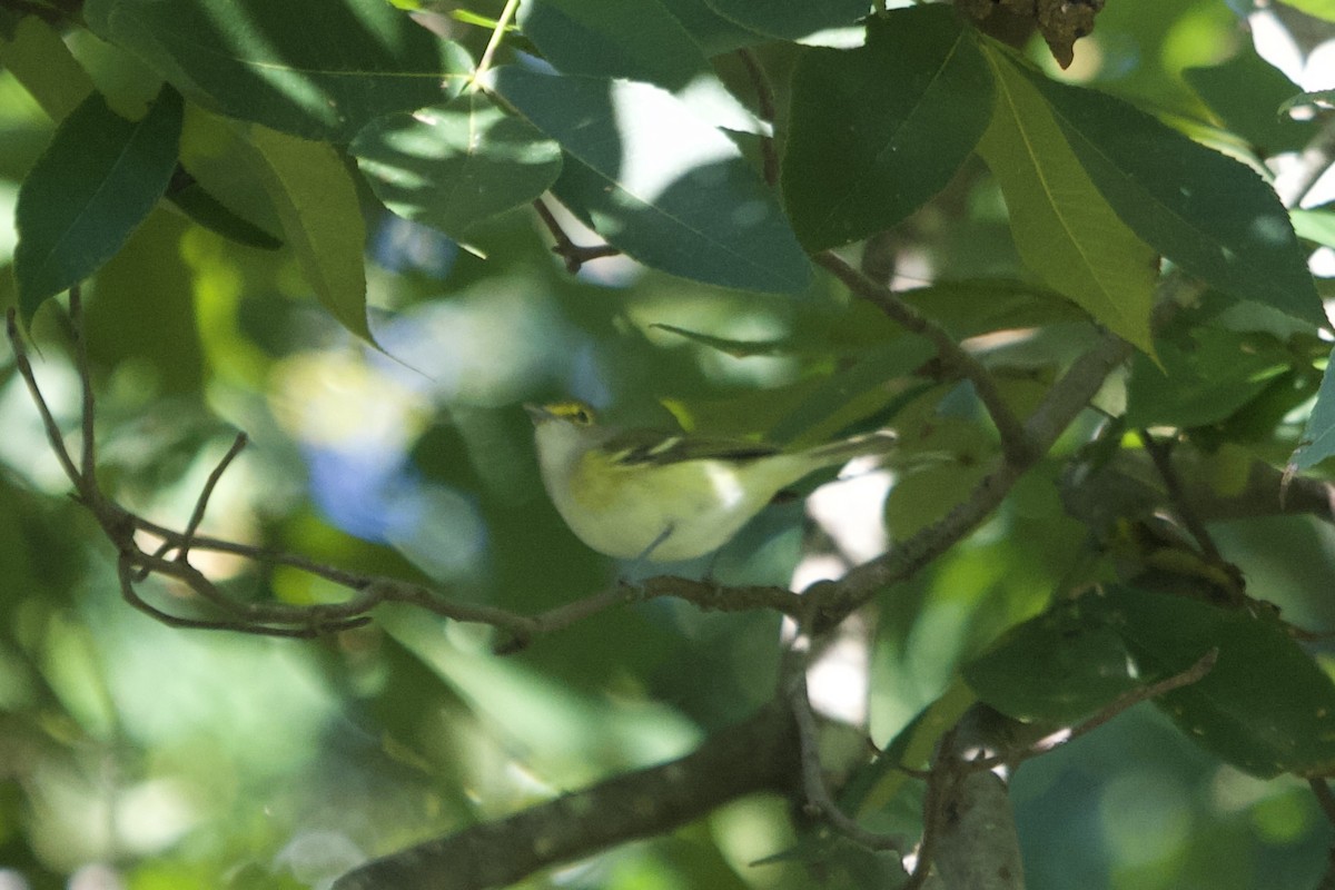 White-eyed Vireo - ML642837823