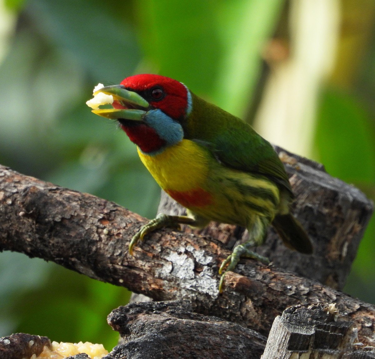 Versicolored Barbet - ML642837825