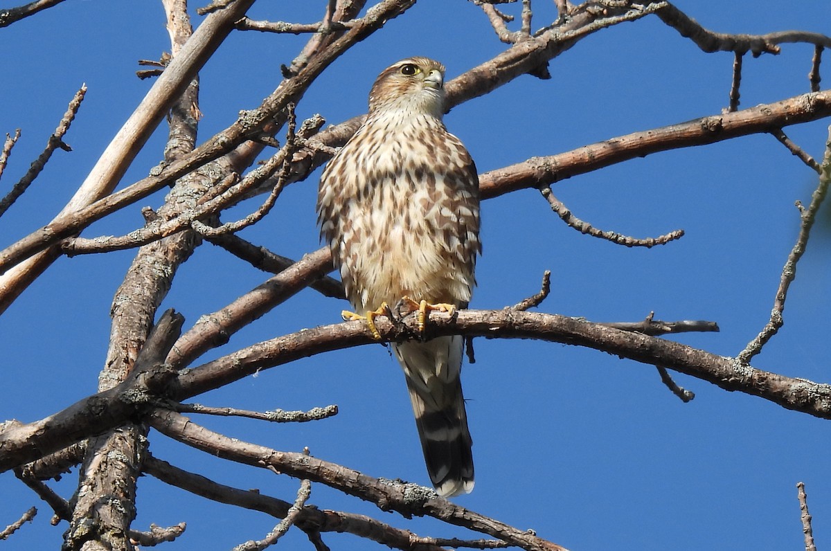 Merlin - ML642837828