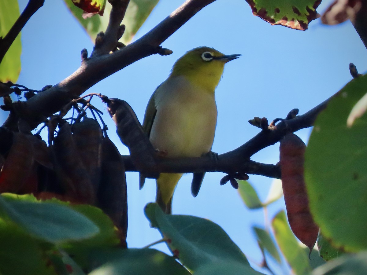 Swinhoe's White-eye - ML642837846