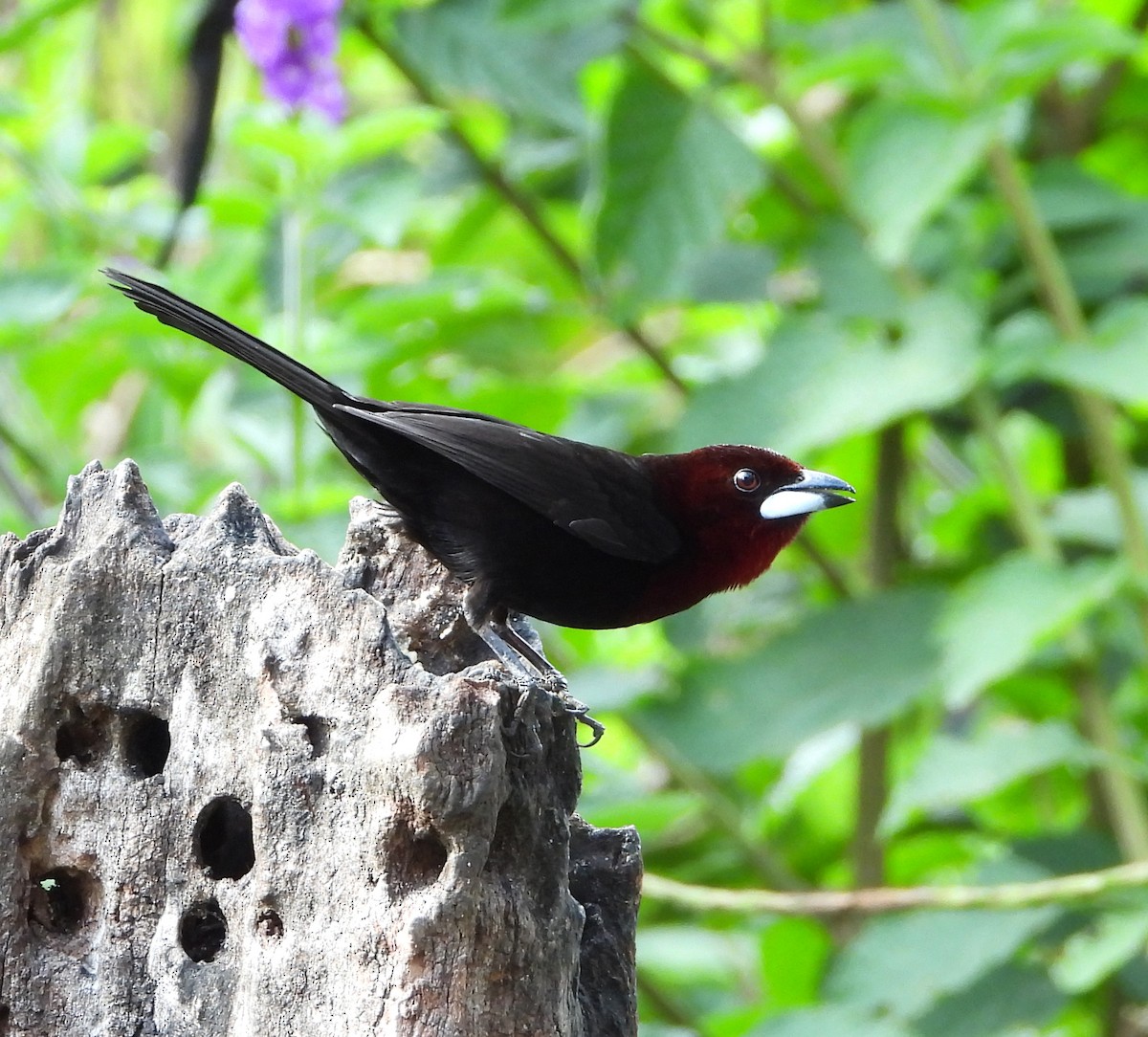 Silver-beaked Tanager - ML642837849