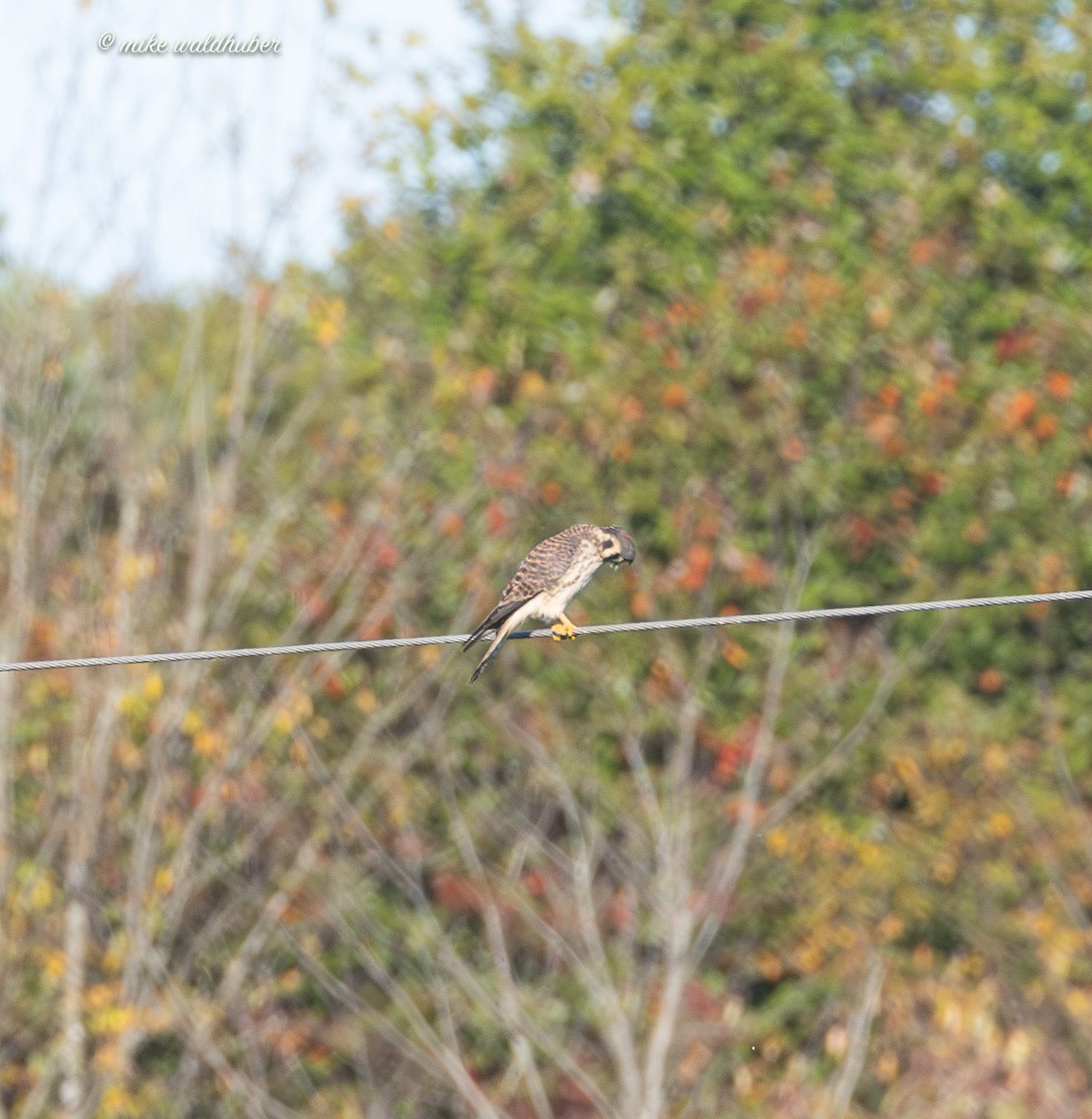 American Kestrel - ML642837850