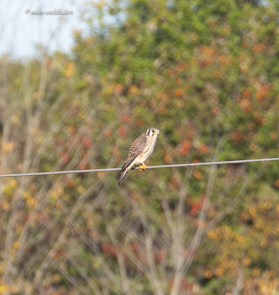 American Kestrel - ML642837851
