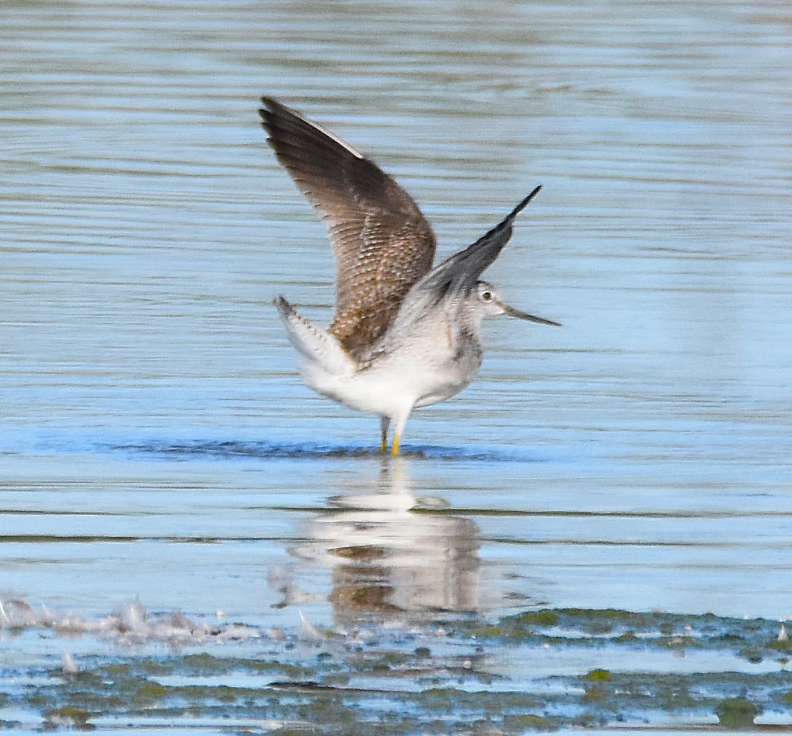 plystresnipe - ML642837895