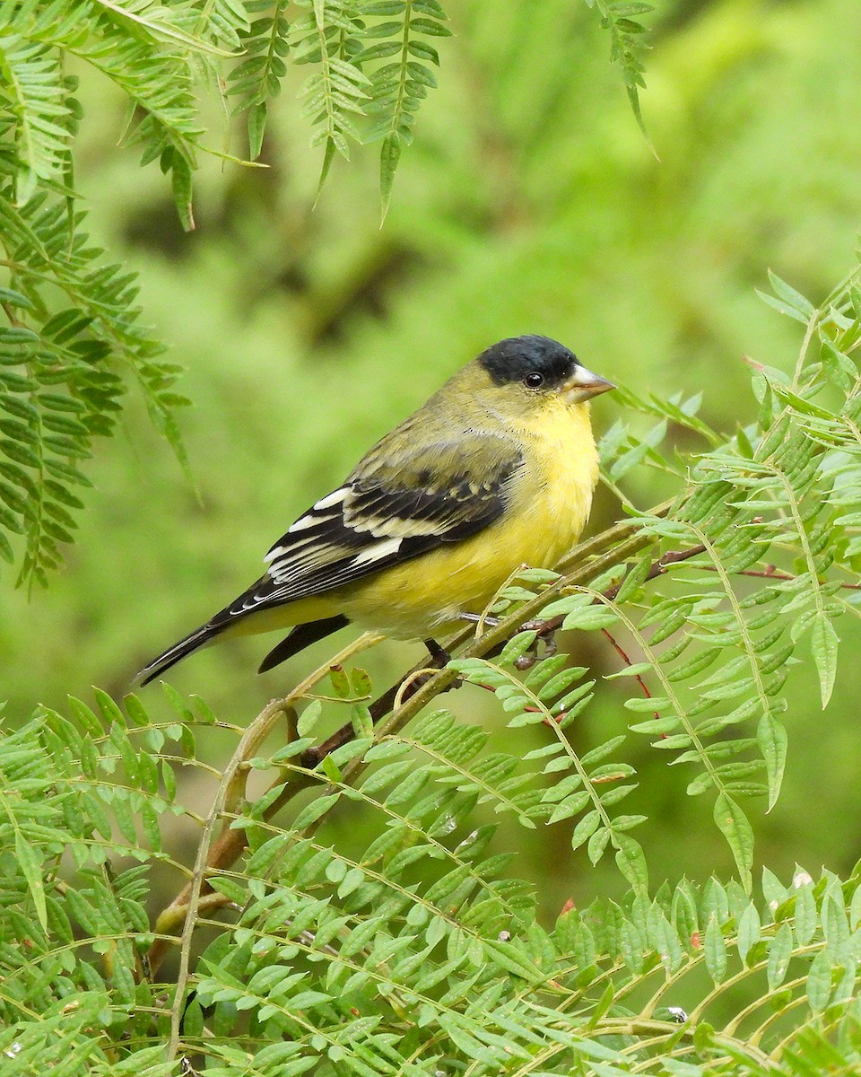 Lesser Goldfinch - ML642837900