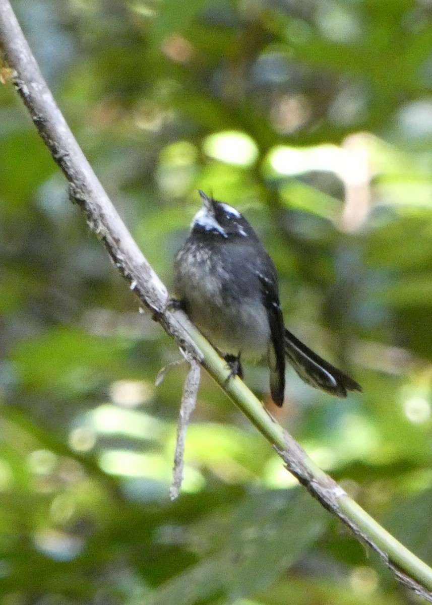 Gray Fantail - ML642837911