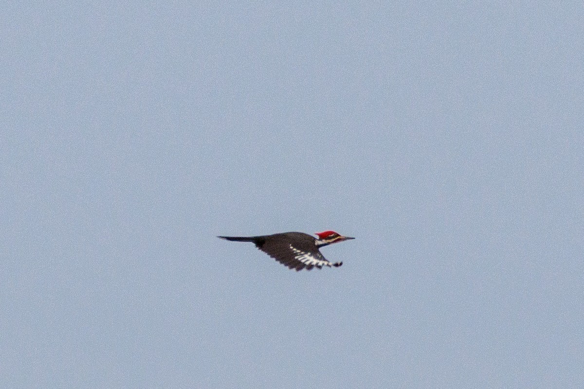 Pileated Woodpecker - ML642837915