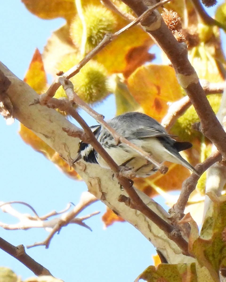 Black-throated Gray Warbler - ML642837918