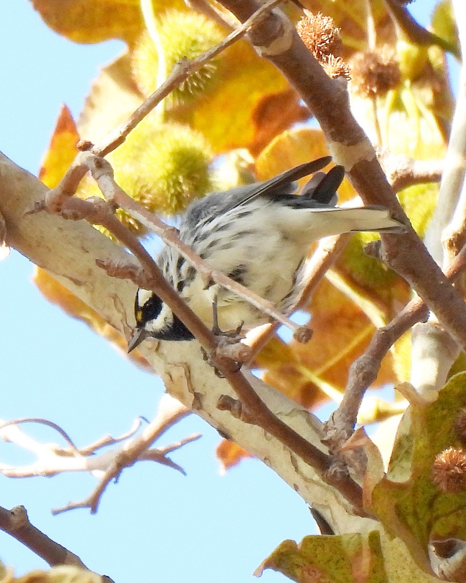 Black-throated Gray Warbler - ML642837919