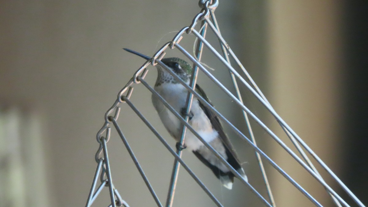 kalypta rubínohrdlá - ML642837930