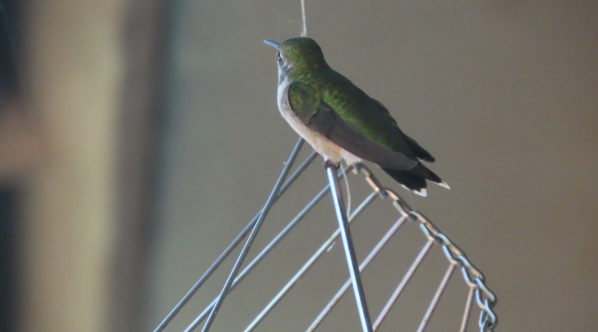 kalypta rubínohrdlá - ML642837939