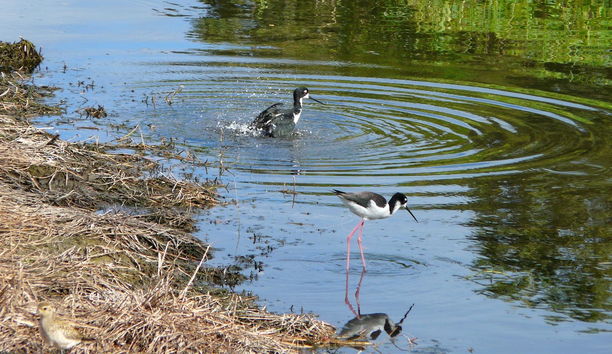 Black-necked Stilt (Hawaiian) - ML642837948