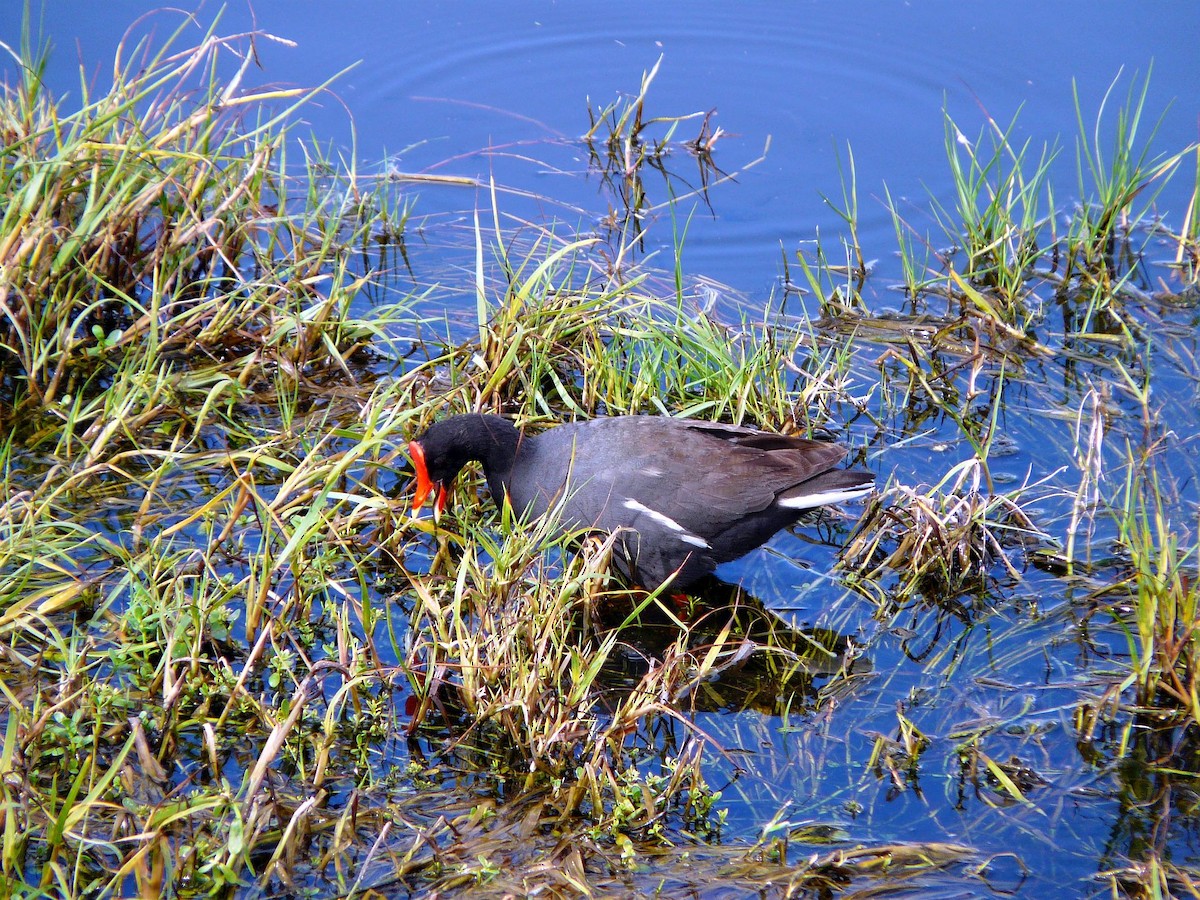 Common Gallinule (Hawaiian) - ML642837971