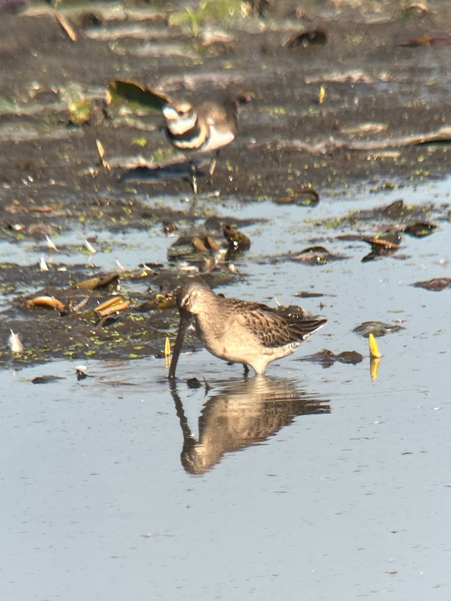 Long-billed Dowitcher - ML642837973