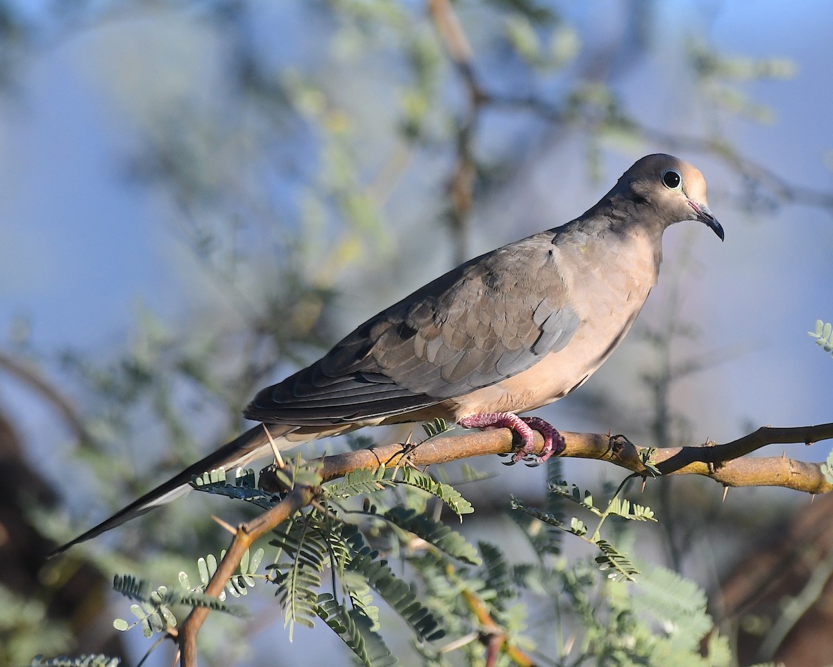 Mourning Dove - ML642837994