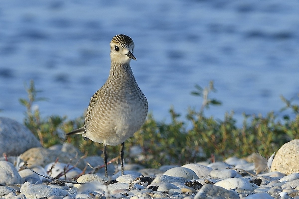 American Golden-Plover - ML642837997