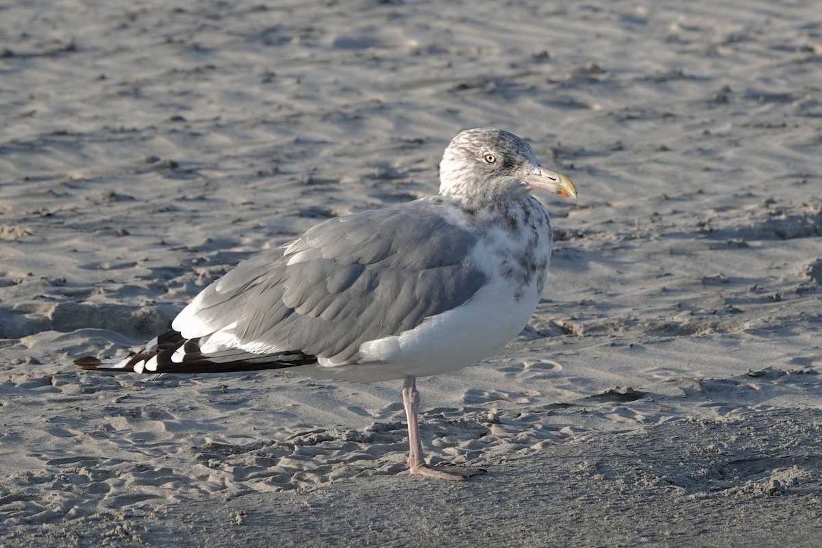 racek americký - ML642837999