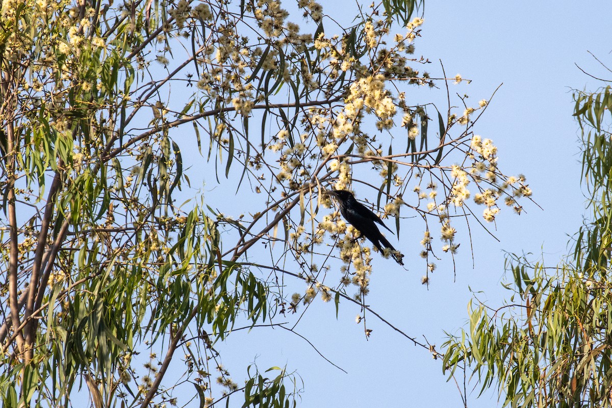 Hair-crested Drongo - ML642838003