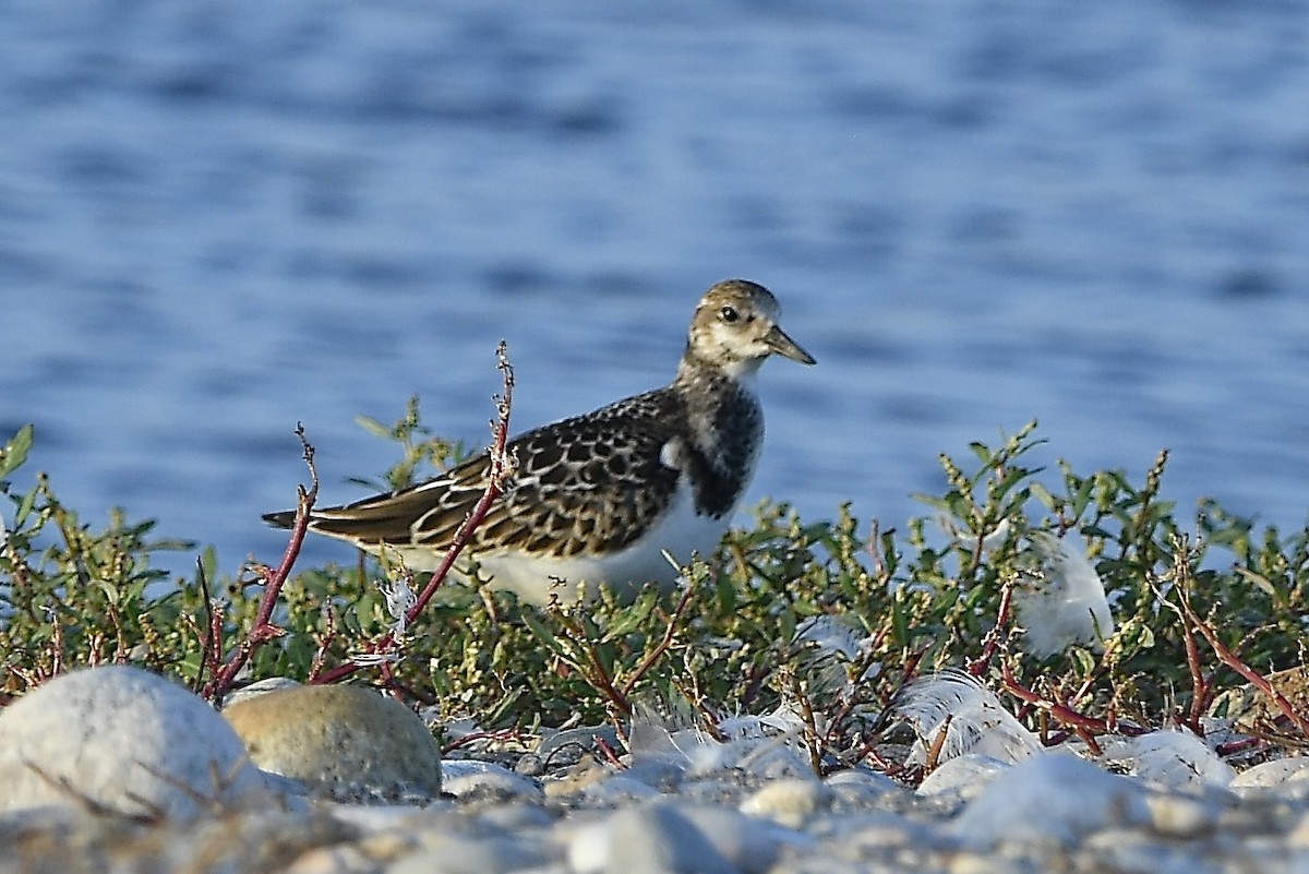 Tournepierre à collier - ML642838012