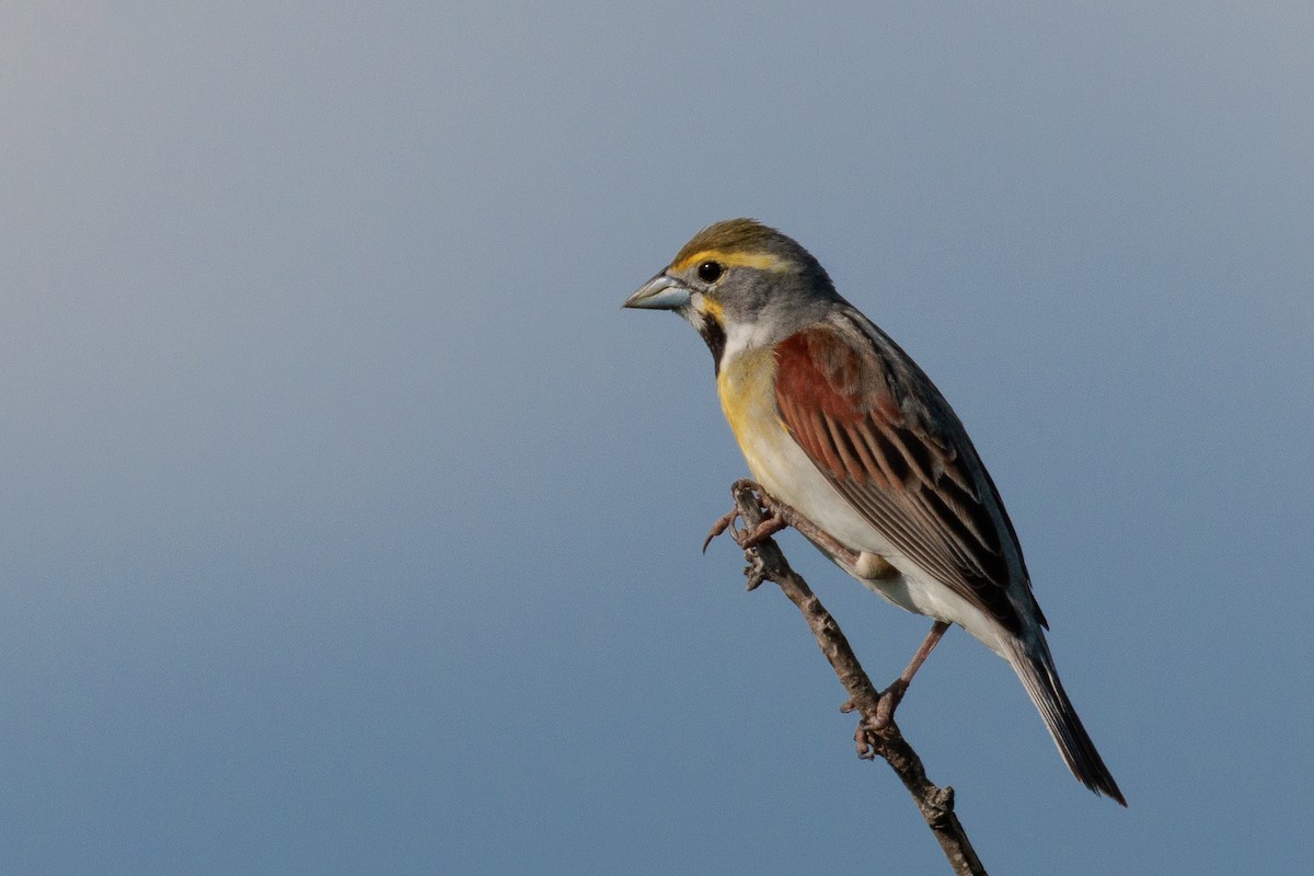 Dickcissel - ML642838013