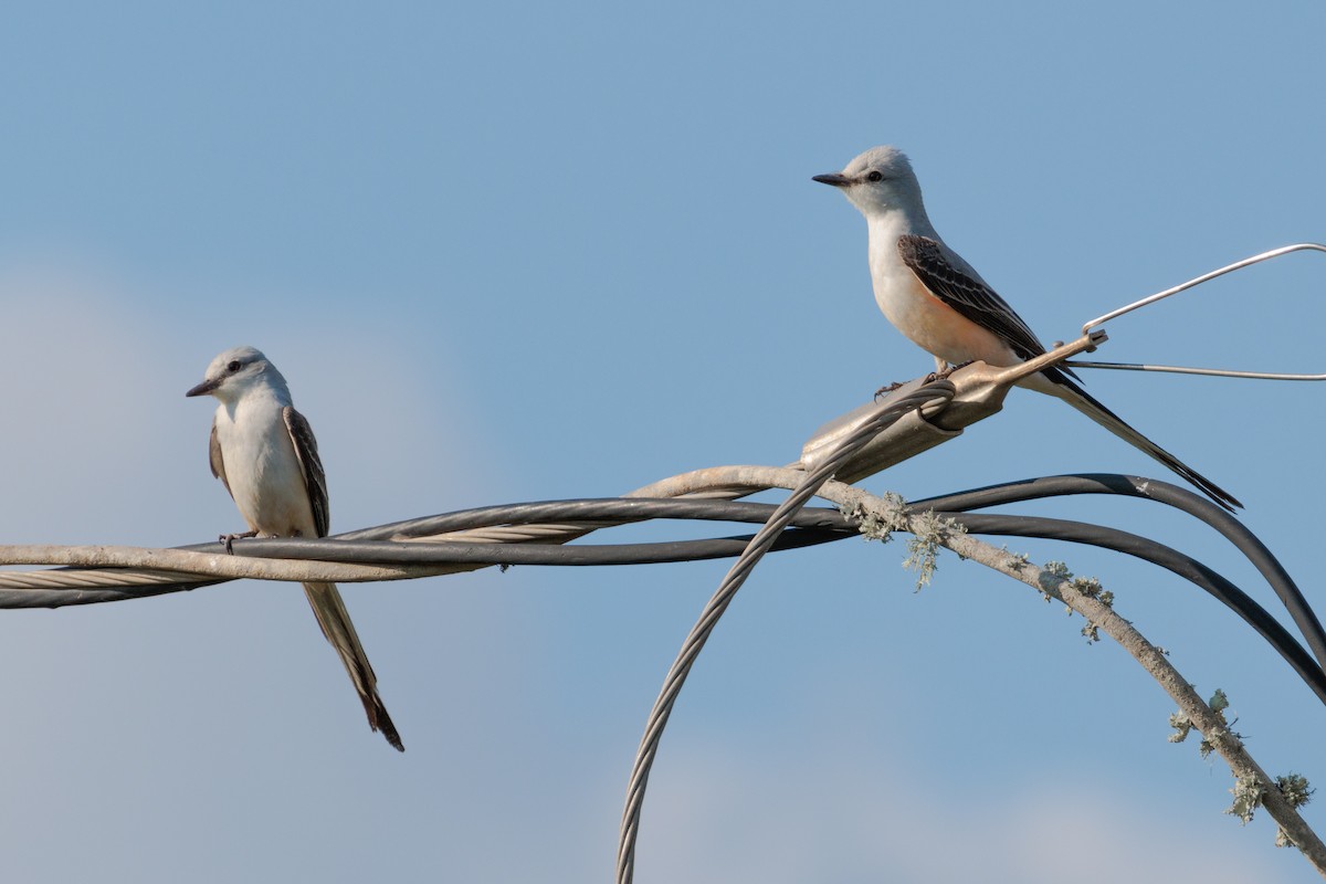 Scissor-tailed Flycatcher - ML642838015