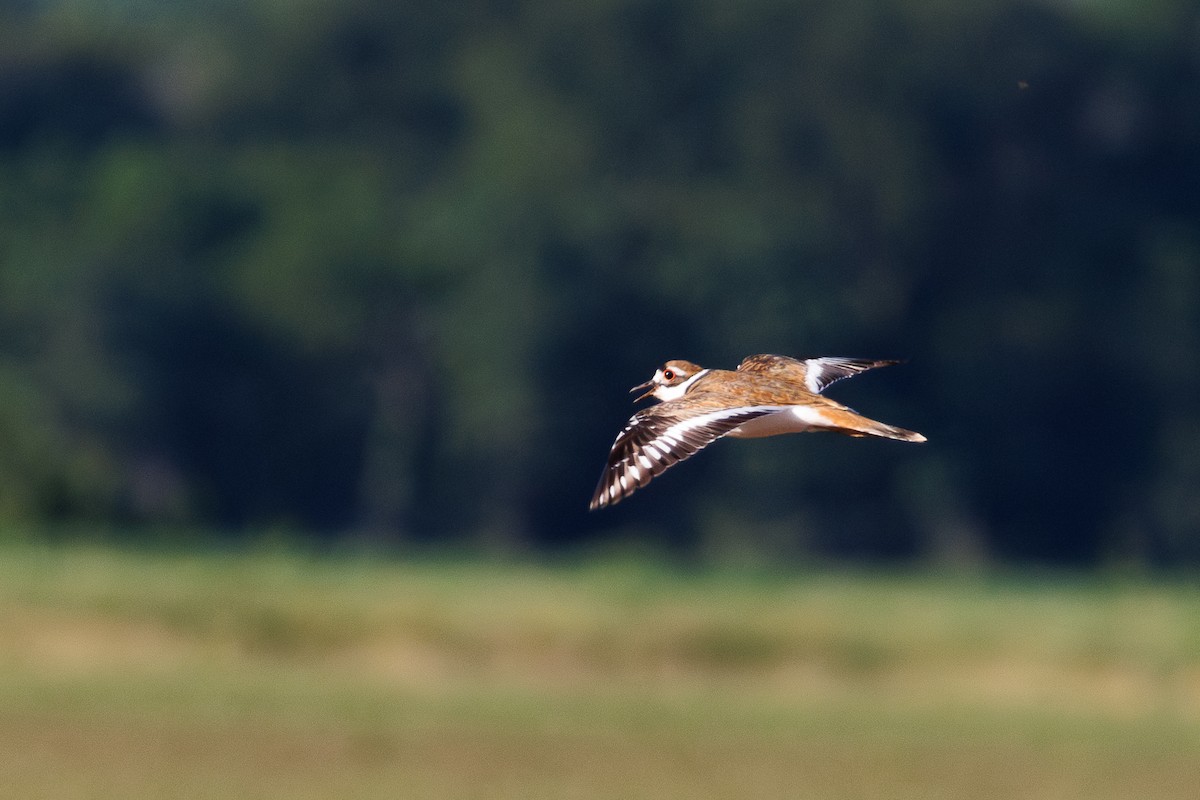 Killdeer - ML642838016